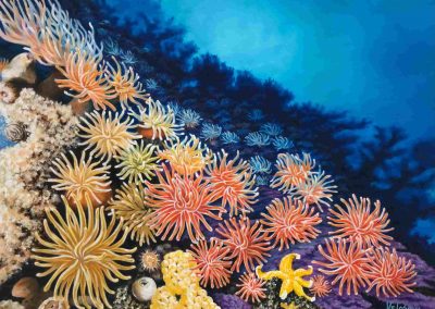 Live Coral Reef
